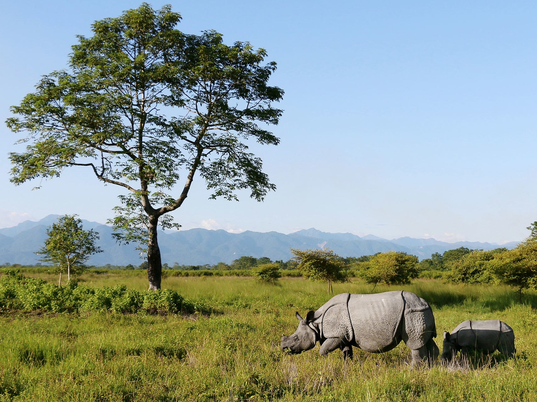 Manas National Park Assam
